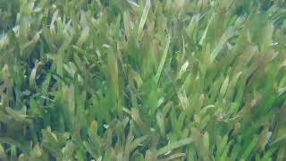 Swimming with Cichlids  Plant Beds at Kisambala Tanzania [upl. by Stauffer]