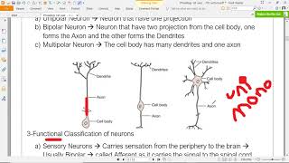 Physiology Medical Students  Lecture 7  Neurotransmitters and Neuroreceptors [upl. by Lapo]