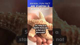 Are Starfish Really Fish ⭐ preschoolgenius animalshorts animalfacts [upl. by Spears886]