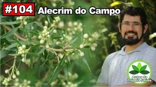 Autor da Própria Saúde  Alecrim do Campo gastrite diabetes candidíase saúde bucal [upl. by Yorztif]