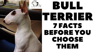 Before you buy a dog  BULL TERRIER  7 facts to consider DogCastTV [upl. by Annuahs]