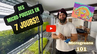 Comment faire pousser des micropousses en 7 jours de A à Z [upl. by Eliga71]