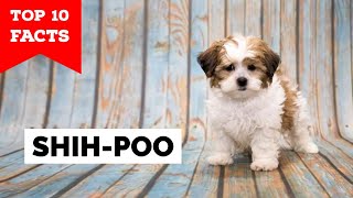 Shih Poo  Top 10 Facts [upl. by Hayotal]