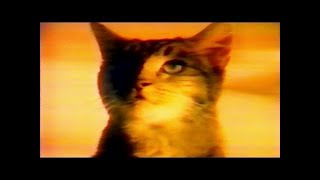 Meow Mix  Comercial [upl. by Amiaj485]