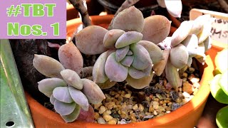 SUPERBUM  Succulent THROWBACK Thursday 1 [upl. by Mclaurin25]