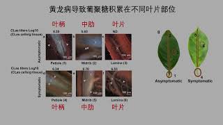 吴论如何 119黄龙病是病原菌诱发的免疫疾病并可使用抗氧化物质和赤霉酸进行缓解 [upl. by Nylikcaj]