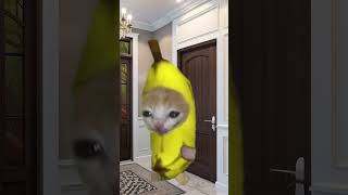 Baby Banana Cat 🍌🐱 Meets Strange Cat 🐱✨ [upl. by Ferdinand]