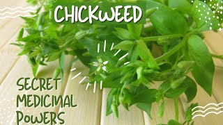 Chickweed Herb The Secret Healing Powers of Chickweed [upl. by Aiyn]