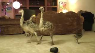 Baby Ostrich dance party [upl. by Nitsyrc180]