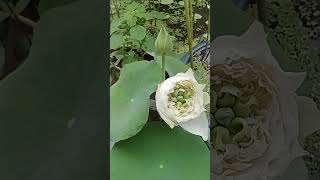 White peony lotus flower 🪷 [upl. by Emiaj]