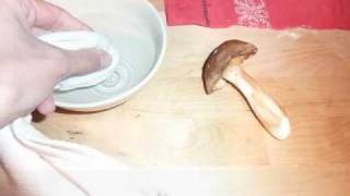 Limpieza de una seta comestible Boletus edulis [upl. by Philippe]