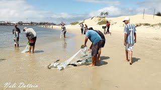 Pesca de Tarrafas na Barra de Tramandaí pescadores tainhas e botos em sintonia Vídeo 1 [upl. by Sternlight]