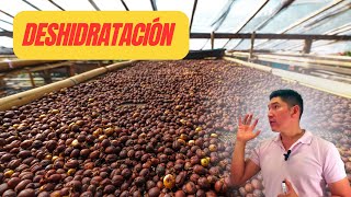 ¿como deshidratar la pulpa de café para creación de nuevos productos [upl. by Yragerg]