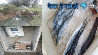 मसली है कैसी देखो  farmhouse  kuweme kese Pani nikla  kapas me Pani kese lgaye  masli video [upl. by Acinna966]