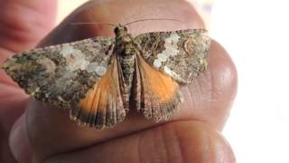 Banded Carpet Moth Epirrhoe plebeculata AlevillaPolilla de Alfombra [upl. by Kiki]