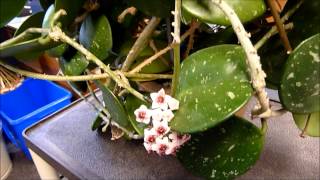 A Visit with Hoya obovata [upl. by Worrad952]