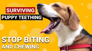 5 Ways to Help your Teething Beagle Puppy [upl. by Aehtorod]