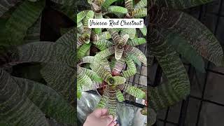 Vriesea Red Chestnut subscribe plants subscribenow garden [upl. by Enelyaj127]