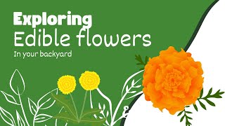 Exploring Edible Flowers Culinary Uses and Recipes [upl. by Dielle]