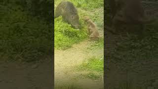 Wild boar vs Pitbull [upl. by Hu]