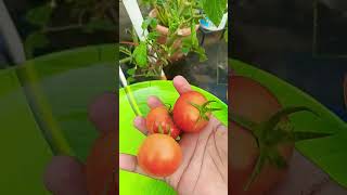 Super red red tomato harvest madgardener [upl. by Nisotawulo]