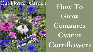 How To Grow Cornflowers  Centaurea Cyanus  Bachelors Buttons Cut Flower Garden [upl. by Lehsar357]