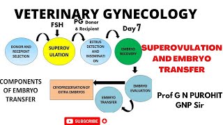 Superovulation and embryo transfer in cattle [upl. by Grete302]