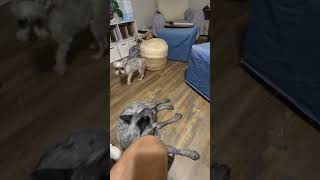 Buddy gets me when the other dogs wont play with him schnoodlelove doglife dogdad blueheeler [upl. by Robers899]