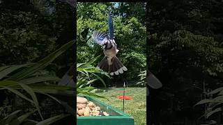 It’s a Blue Jay kind of Day 🐦 [upl. by Dayle610]