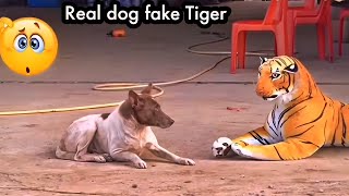 dog scared of fake tiger 🐯  prank on dog with tiger  tiger and dog viral video [upl. by Naenaj]