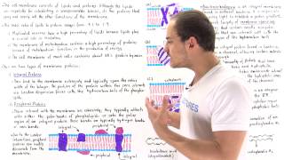 Integral and Peripheral Membrane Proteins [upl. by Revolc]