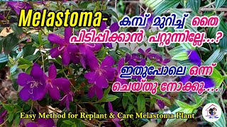 മെലാസ്റ്റോമHow to Replant and Care Melastoma Propagation and Grow MelastomaFlowering TipsArusMom [upl. by Alemahs822]