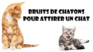 Bruits de chatons pour attirer un chat [upl. by Ennovyhs694]