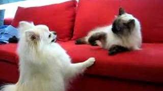 2007 White Pomeranian Dog VS Himalayan Cat [upl. by Trefler71]