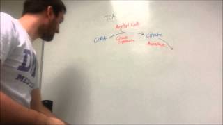 The TCA Cycle Made Easy [upl. by Ociram99]