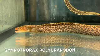 Gymnothorax polyuranodon [upl. by Lindie794]