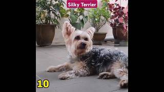 The Smallest Silky Terrier Dog Breed youtube ytshorts youtubeshorts [upl. by Tedi]