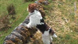 Ben Fox Terrier In Scotland 2010 HD [upl. by Gula]