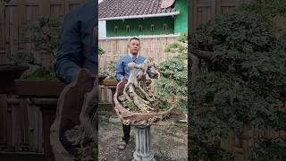 BONSAI SERUT KAKI GURITA HARGA 10JUTA bonsai jualbonsaimurah [upl. by Nellek]