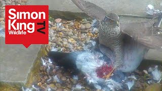 Sparrowhawk Attacks a Pigeon  Eats it Alive High Quality [upl. by Nnylrefinnej]