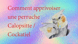 Comment apprivoiser une calopsitte partie 1  How to Tame a Cockatiel part 1 [upl. by Enilec]