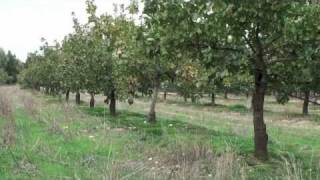 Pistachio Harvesting amp Processing  Small Is Beautiful [upl. by Tabbie379]