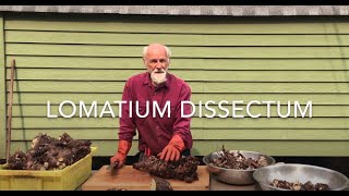 How to Process Lomatium Dissectum Root with Michael Pilarski quotSkeeterquot [upl. by Ailet831]