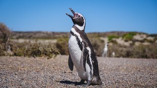 Península Valdés Wildlife Tour in Patagonia  Chubut Argentina [upl. by Noskcaj]