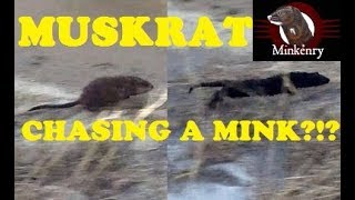 Muskrat Chasing a Mink [upl. by Ilat]