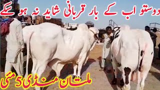 Kato Qurbani Animal Fresh Rates  Multan Cow Mandi  Global Village Farming [upl. by Hirasuna]