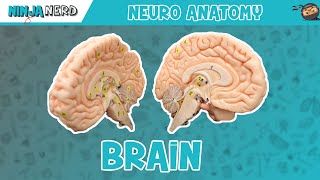 Anatomy of the Brain  Model [upl. by Dalury]