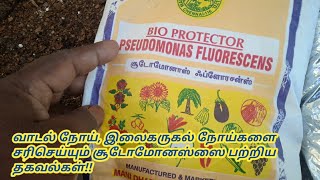 Detail on quotPseudomonas Biofertilizerquot to Prevent Root rot Disease wilt and leaf blight [upl. by Zerelda256]