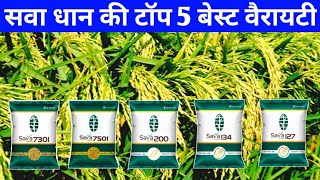 सवा धान की टॉप 5 वैरायटी 2023 में बंपर पैदावार देंगीSava dhan ki kismeSava 75017301127134200 [upl. by Aihsotal628]