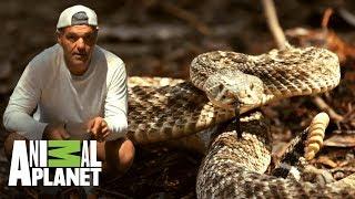 Conoce a la serpiente cascabel diamante occidental  Wild Frank en California  Animal Planet [upl. by Werner]